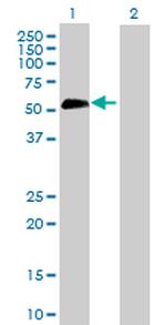 SPP1 Antibody in Western Blot (WB)