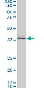 SPP1 Antibody in Western Blot (WB)