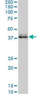 SPP1 Antibody in Western Blot (WB)