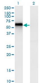 SPP1 Antibody in Western Blot (WB)