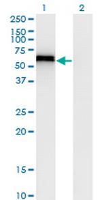 SPP1 Antibody in Western Blot (WB)