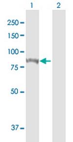 STAT1 Antibody in Western Blot (WB)