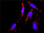 STAT1 Antibody in Proximity Ligation Assay (PLA) (PLA)