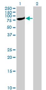 STAT1 Antibody in Western Blot (WB)