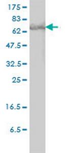 STAT3 Antibody in Western Blot (WB)