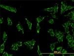 STAT3 Antibody in Immunocytochemistry (ICC/IF)