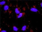 STAT3 Antibody in Proximity Ligation Assay (PLA) (PLA)