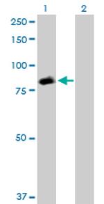 STAT5A Antibody in Western Blot (WB)