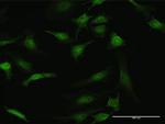 STK3 Antibody in Immunocytochemistry (ICC/IF)