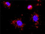 STK3 Antibody in Proximity Ligation Assay (PLA) (PLA)