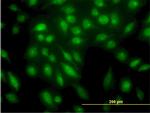 STK4 Antibody in Immunocytochemistry (ICC/IF)