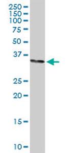 STX1A Antibody in Western Blot (WB)