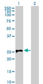 STX1A Antibody in Western Blot (WB)