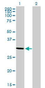 STX1A Antibody in Western Blot (WB)