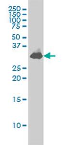 STX1A Antibody in Western Blot (WB)