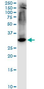 STX1A Antibody in Western Blot (WB)