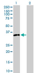 STX4 Antibody in Western Blot (WB)