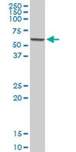 SUOX Antibody in Western Blot (WB)