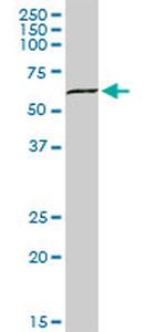 SUOX Antibody in Western Blot (WB)