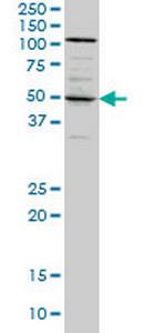 SYT4 Antibody in Western Blot (WB)