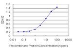 T Antibody in ELISA (ELISA)