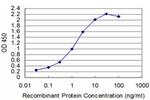 T Antibody in ELISA (ELISA)