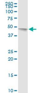 TAF7 Antibody in Western Blot (WB)