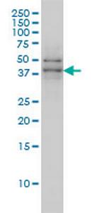 TAF7 Antibody in Western Blot (WB)