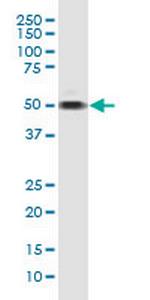 TAF7 Antibody in Western Blot (WB)