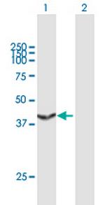 TALDO1 Antibody in Western Blot (WB)