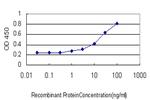 TAP1 Antibody in ELISA (ELISA)