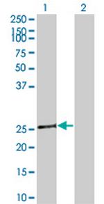 TAZ Antibody in Western Blot (WB)