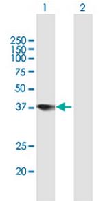 TCEA2 Antibody in Western Blot (WB)