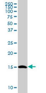 TCEB2 Antibody in Western Blot (WB)