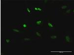 TCEB3 Antibody in Immunocytochemistry (ICC/IF)