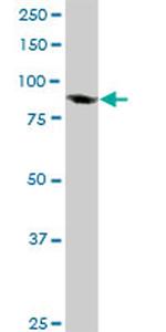 TCEB3 Antibody in Western Blot (WB)