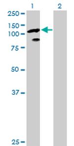 TCEB3 Antibody in Western Blot (WB)