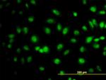 TCEB3 Antibody in Immunocytochemistry (ICC/IF)