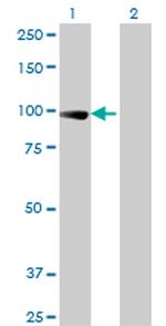 TCEB3 Antibody in Western Blot (WB)