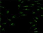 TCF2 Antibody in Immunocytochemistry (ICC/IF)