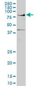 TCF7L2 Antibody in Western Blot (WB)