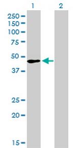 TFAP2A Antibody in Western Blot (WB)