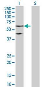 TFE3 Antibody in Western Blot (WB)