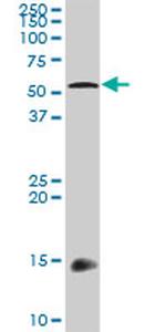 TGFB1I1 Antibody in Western Blot (WB)