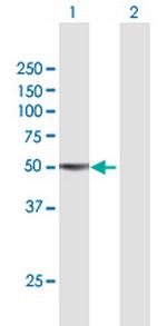 TGFB2 Antibody in Western Blot (WB)