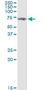 TGFBI Antibody in Western Blot (WB)