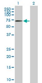 TGM2 Antibody in Western Blot (WB)