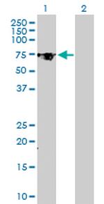 TGM2 Antibody in Western Blot (WB)