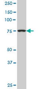 TGM2 Antibody in Western Blot (WB)