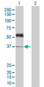 THPO Antibody in Western Blot (WB)